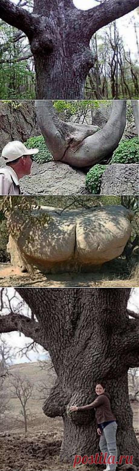 ಮೋಟುಗೋಡೆಯಾಚೆ ಇಣುಕಿ...: ತುಂಟ ಚಿತ್ರಗಳು-ಅದೆಷ್ಟನೋದು ಭಾಗ!:)