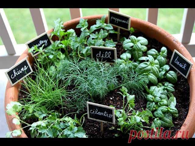 ЗЕЛЕНЬ НА ПОДОКОННИКЕ