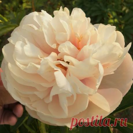 Пион APPLETON HOUSE (Fawkner, Швеция, 2011). Бесподобен