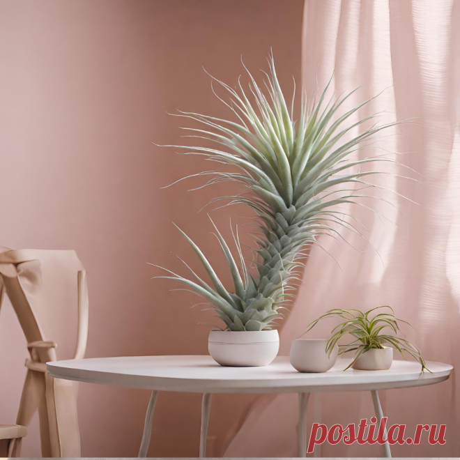 20 фото: тилландсия атмосферная в интерьере | Комнатные цветы и растения