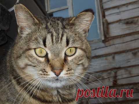 История кота Обормота (байка из жизни) » Женский Мир