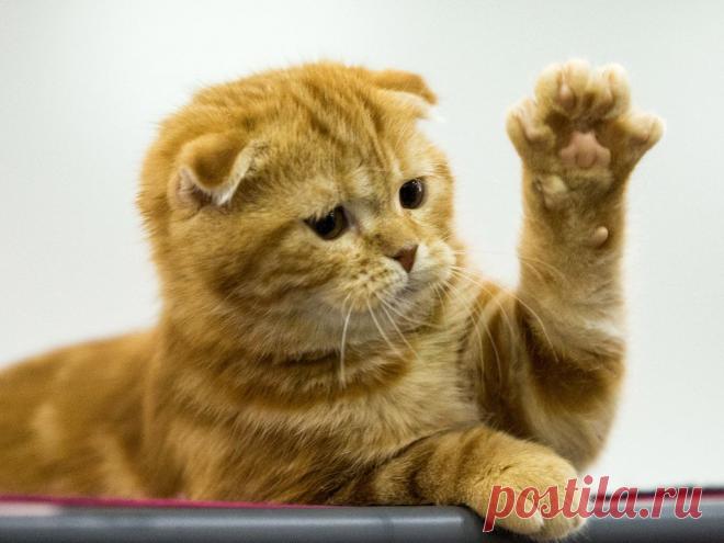 Фотогалерея: В Москве проходит международная выставка кошек - Новости Mail.Ru