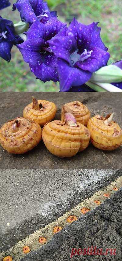 Как правильно сажать гладиолусы. Подготовка гладиолусов перед посадкой. | Мое подворье