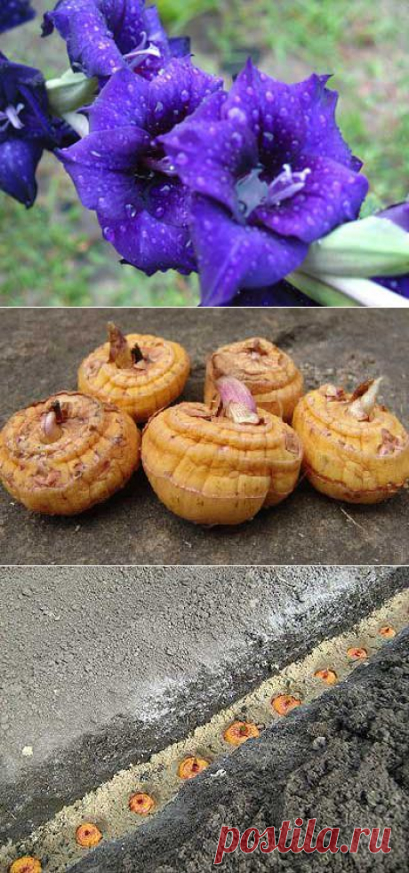 Как правильно сажать гладиолусы. Подготовка гладиолусов перед посадкой. | Мое подворье