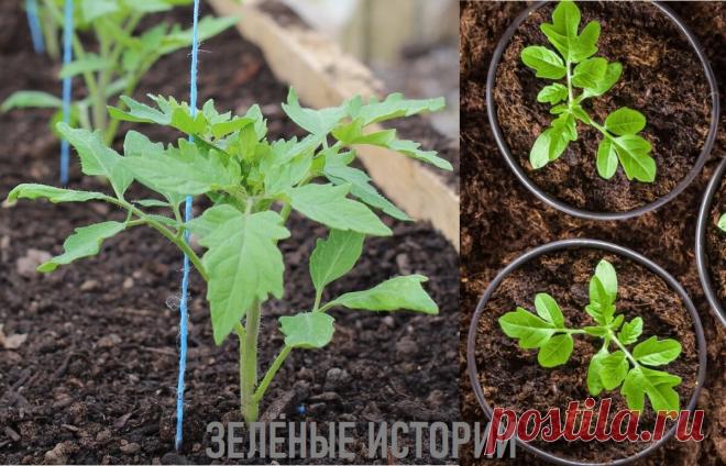 Как укрепить ствол и корни рассады помидоров – секретный рецепт (ещё никому не рассказывала про него) | Зелёные истории | Яндекс Дзен