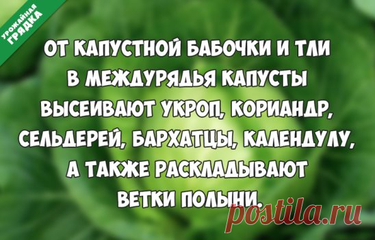 Совет при борьбе с вредителями капусты