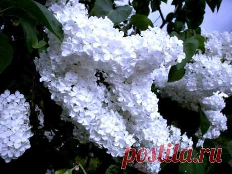 СИРЕНЬ | 707 фотографий