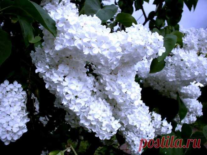 СИРЕНЬ | 707 фотографий