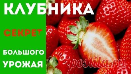 (29) Одноклассники