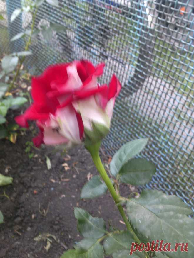 Лед и пламя