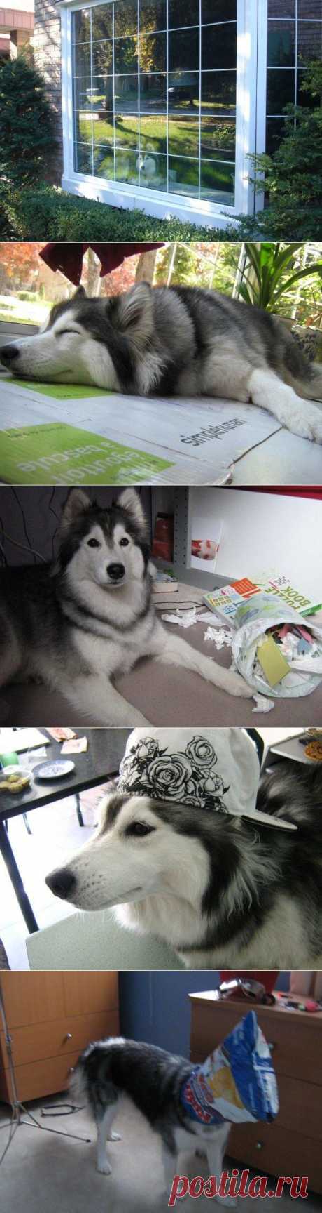 Хаски, воспитанный кошками | ЖИВОЙ УГОЛОК