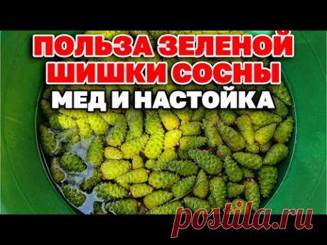 ЭЛИКСИР ДЛЯ ЗДОРОВЬЯ СЕРДЦА  УКРЕПИТ ИММУНИТЕТ РЕЦЕПТЫ ИЗ ЗЕЛЕНОЙ ШИШКИ‪@natureMarusya‬