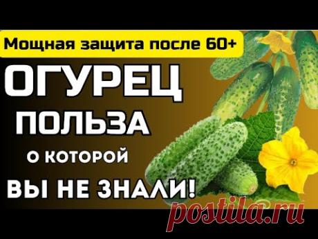 Огурец — польза, о которой вы не знали! Мощная защита после 60!
