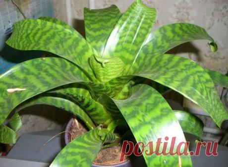 (+1) тема - Вриезия. Посадка и уход | САД НА ПОДОКОННИКЕ