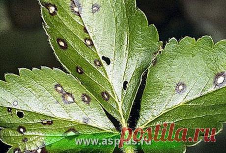 Болезни земляники