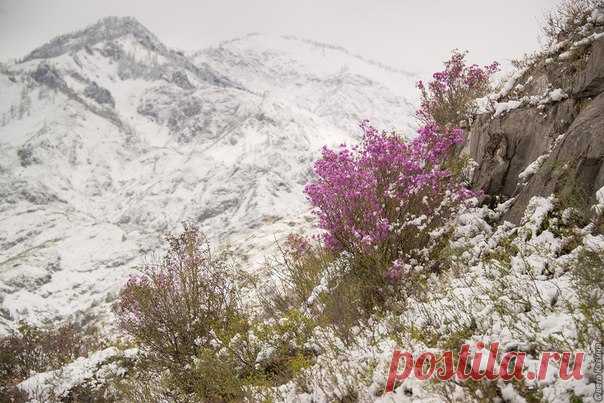 «Как всегда, на первомайские праздники в Горном Алтае выпал снег – прямо на цветущий маральник, яблони, вишни и черёмуху. И, как всегда, он растаял бесследно буквально через несколько часов», – рассказывает автор снимков Светлана Казина.