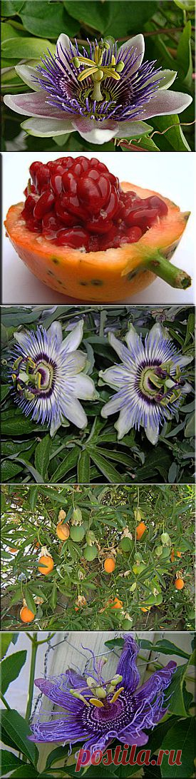 Пассифлора (Страстоцвет), (Passiflora). Описание, виды и уход за пассифлорой | Флористика на "Добро ЕСТЬ!"