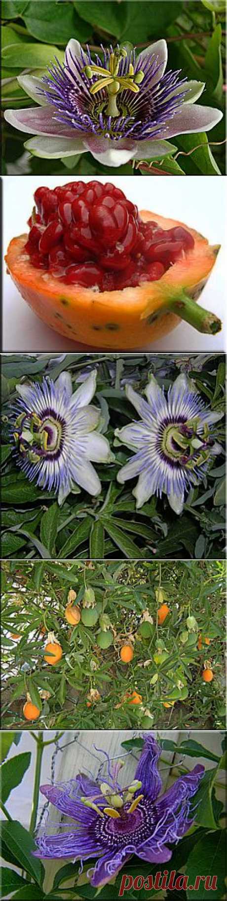 Пассифлора (Страстоцвет), (Passiflora). Описание, виды и уход за пассифлорой | Флористика на &quot;Добро ЕСТЬ!&quot;