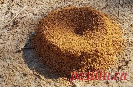 Важно истребить весной муравьев в саду - разносчиков тли! | Огородные дела | Яндекс Дзен