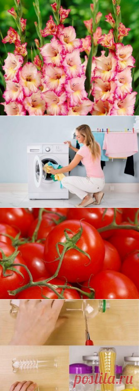 Как сажать гладиолусы, чтобы они пышно и долго цвели: лайфхаки для садоводов
Как сажать гладиолусы, чтобы они пышно и долго цвели: лайфхаки для садоводов Гладиолусы считаются одними из самых любимых цветов садоводов. Эти красивые ярко цветущие свечки каждый цветовод хочет видеть на своем участке. Но существует несколько правил, которые необходимо соблюдать, чтобы получить пышные и здоровые цветы....
Читай дальше на сайте. Жми подробнее ➡