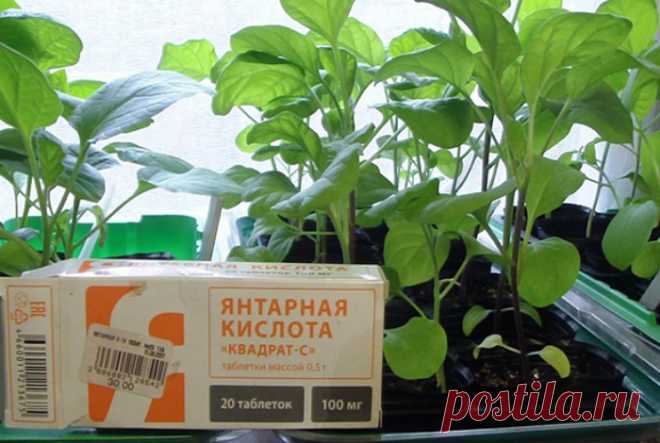 Эффективные удобрения для комнатных и садовых растений, которые есть дома у каждого — Лайфхаки