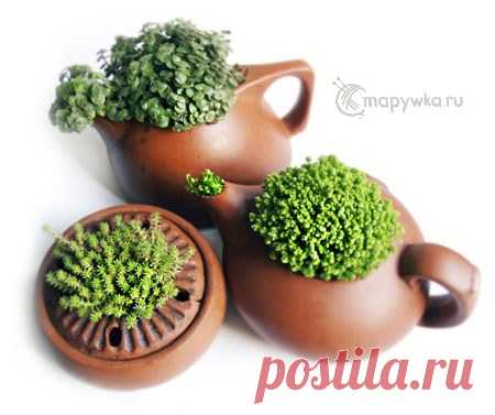 Цветы и растения в чайниках - HANDMADE-ИДЕИ