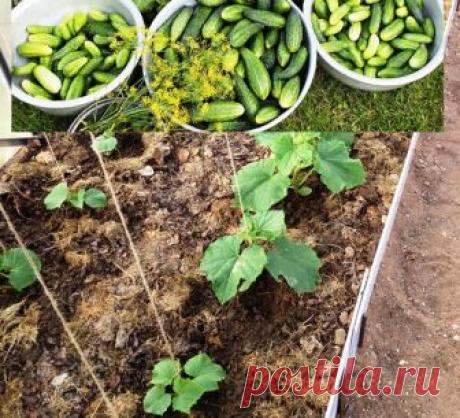 Сколько нужно сажать огурцов (три этапа огородной жадности) | Есть время под солнцем | Яндекс Дзен