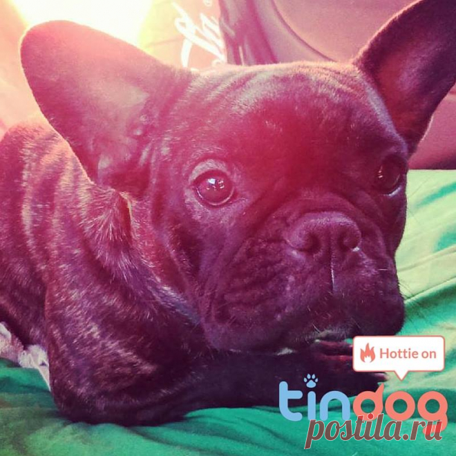 (1) Twindog