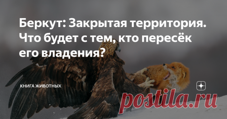 Беркут: Закрытая территория. Что будет с тем, кто пересёк его владения? Беркуты до жути территориальные птицы.