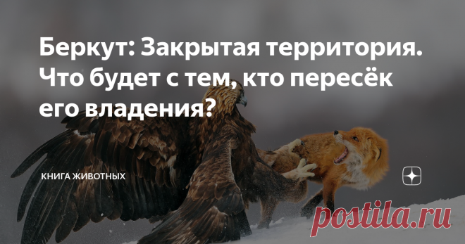 Беркут: Закрытая территория. Что будет с тем, кто пересёк его владения? Беркуты до жути территориальные птицы.