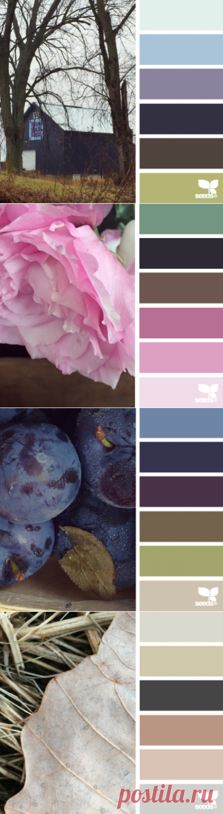 design seeds | for all who ♥ color