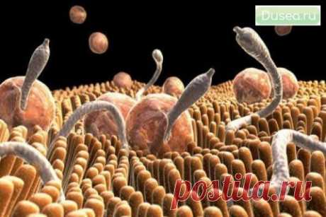 Узнай как есть семена тыквы чтобы убить кишечных паразитов солитеров и других червей за 3 дня