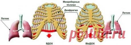 Диафрагма как ключ к здоровью