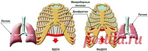 Диафрагма как ключ к здоровью