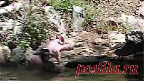 Новое видео с животными - Cмотреть смешное видео, подборки неудач, видео приколы, играть флэш игры онлайн, просматривать смешные и интересные картинки абсолютно бесплатно