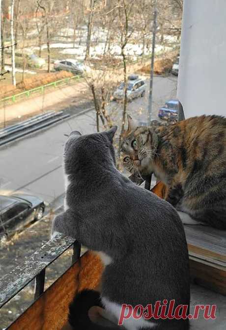 Говорите, говорите! Я всегда засыпаю когда мне интересно!   ---   КотоФото - Chronik-Fotos | Facebook