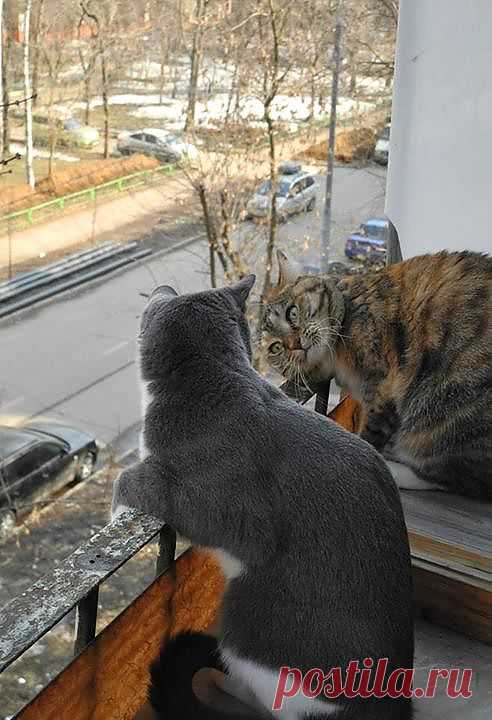 Говорите, говорите! Я всегда засыпаю когда мне интересно!   ---   КотоФото - Chronik-Fotos | Facebook