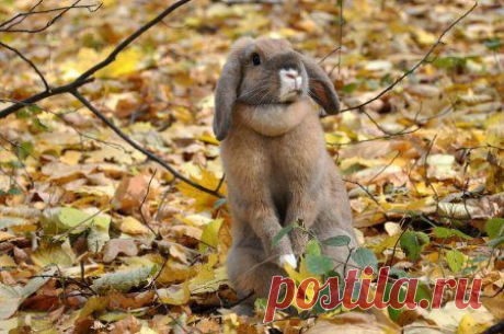 Очаровательные животные | Удивительный мир