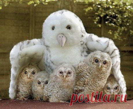 Совята приняли игрушечную сову за свою маму