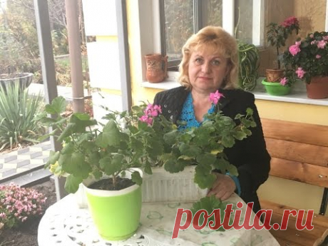 ЗИМОВКА ГЕРАНИ ,ПЕЛАРГОНИИ - ОСОБЕННОСТИ - YouTube
