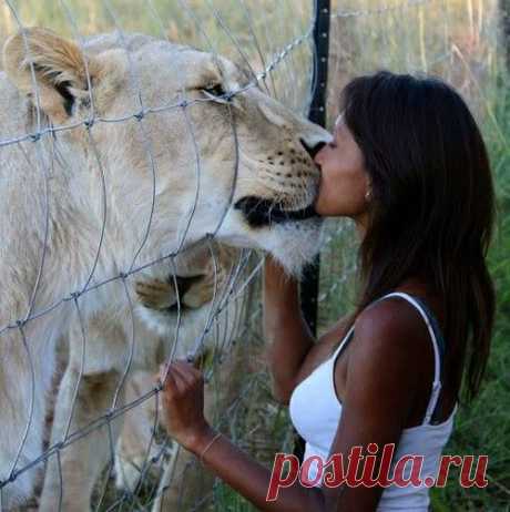 Lioness & Woman kissing - (?)Wildlife Park/Wildlife Sanctuary(?) #lioness #femalelion #lionfemale #lionessportrait #lionessface #pantheraleo #wildlifeparklion #wildlifesanctuarylion