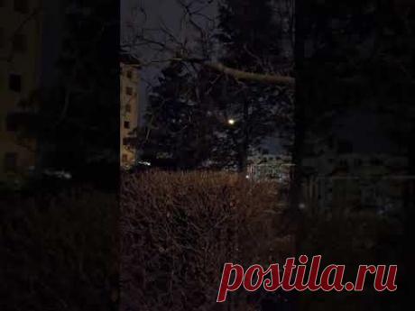 Птица поёт зимней ночью.