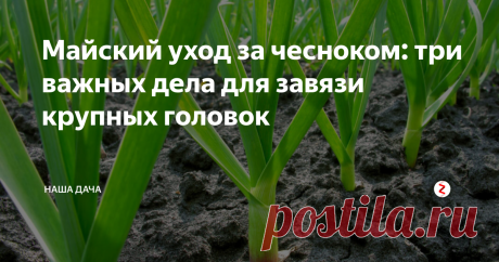 Майский уход за чесноком: три важных дела для завязи крупных головок Май – горячая пора для всех садоводов, в этом месяце вовсю идет посевная и высаживание рассады в грунт. Иногда времени ни на что не хватает, поэтому зачастую чесночок остается в стороне: растет, и ладно. Но спускать на самотек рост и развитие корнеплода не стоит, ухода он требует немного, зато уже в середине лета вы будете радоваться вашему урожаю.