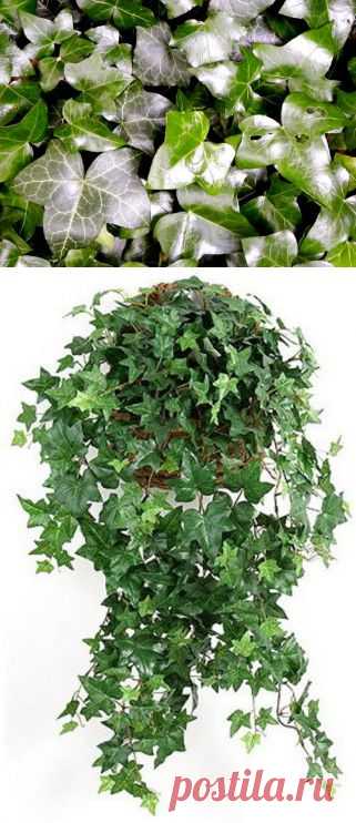 Плющ (Хедера) Hedera | Наш уютный дом