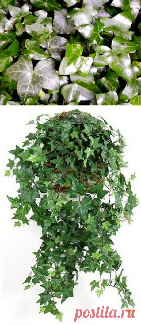Плющ (Хедера) Hedera | Наш уютный дом