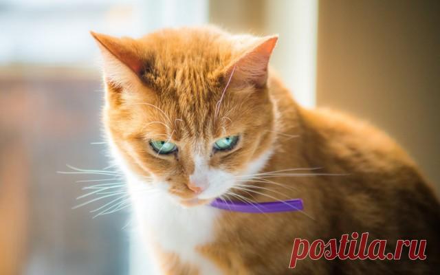 Прикольных котов пост - ЯПлакалъ