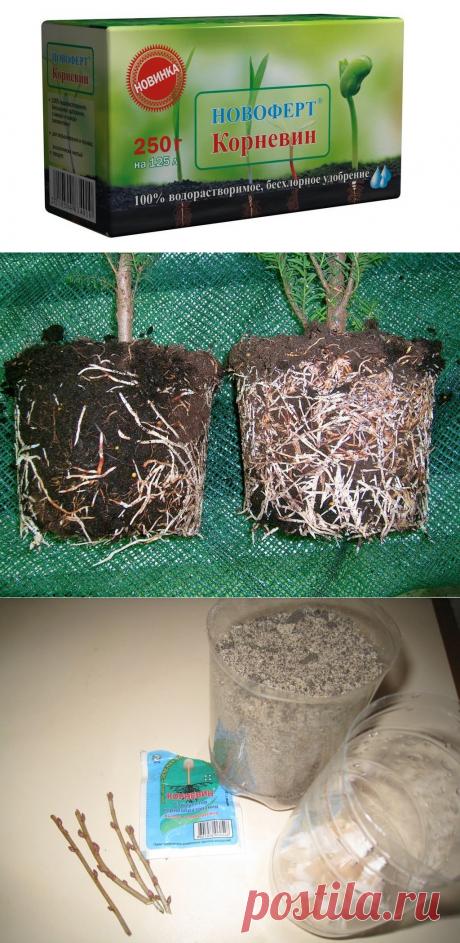 Корневин - мощный биостимулятор растений. Сохраните любой пост с сайта 7dach.ru в Постиле и выиграйте призы от интернет-магазина Клуб Красоты. Чем больше постов - тем выше шансы. Розыгрыш состоится в понедельник, 30 января. В акции участвуют все посты, которые содержат этот текст или фото призов!