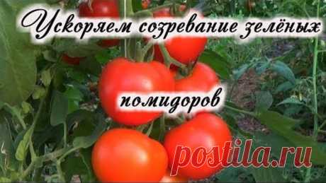 ДОЗАРИВАНИЕ (дозревание) ПОМИДОРОВ НАРОДНЫМИ СПОСОБАМИ!