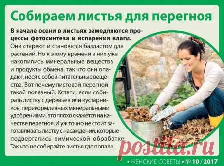 Собираем листья для перегноя