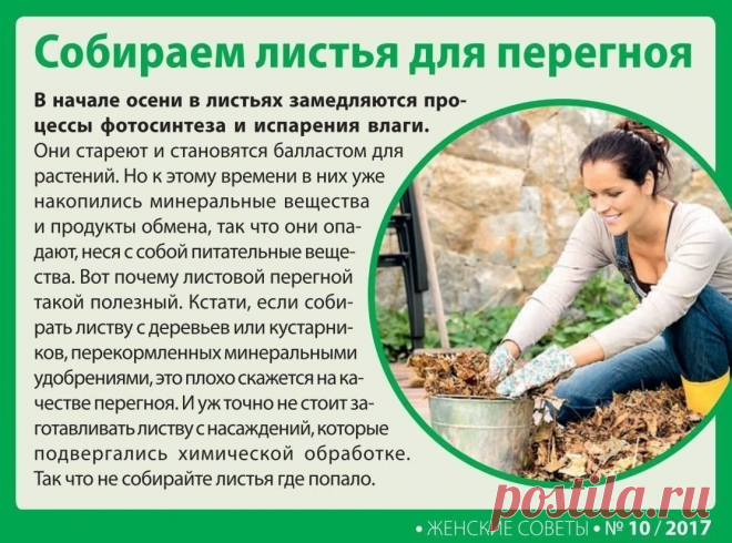 Собираем листья для перегноя